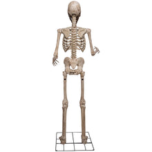 Berkley Jensen 8' Giant Poseable Skeleton with Lighted Eyes and Sound