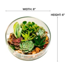 8" Slanted Cut Succulent Terrarium