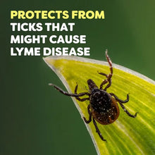 OFF! Deep Woods Insect Repellent, 2-9 Oz Aerosol Sprays + 10 Deep Woods OFF! Towelettes