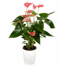 Anthurium in Ceramic Pot