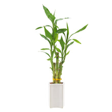 Bamboo Plant Collection