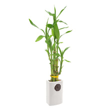 Bamboo Plant Collection