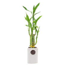 Bamboo Plant Collection