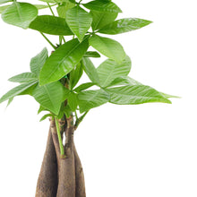 Bonsai Live Indoor Plant in 7 in. Pot