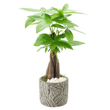 Bonsai Live Indoor Plant in 7 in. Pot
