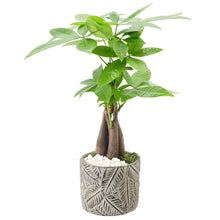 Bonsai Live Indoor Plant in 7 in. Pot