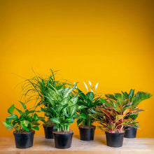 Costa Farms Assorted Houseplants in Nursery Pots, 6-pack