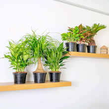 Costa Farms Assorted Houseplants in Nursery Pots, 6-pack