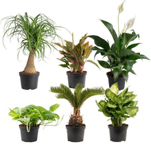 Costa Farms Assorted Houseplants in Nursery Pots, 6-pack