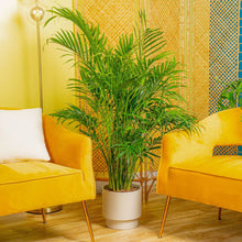 Costa Farms Cat Palm Houseplant in Decor Planter