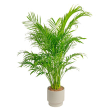 Costa Farms Cat Palm Houseplant in Decor Planter