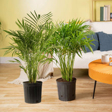 Costa Farms Cat Palm Tree, Houseplant in Nursery Pot, 2-pack