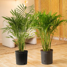 Costa Farms Cat Palm Tree, Houseplant in Nursery Pot, 2-pack