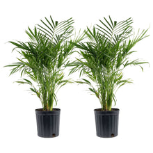 Costa Farms Cat Palm Tree, Houseplant in Nursery Pot, 2-pack