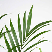 Costa Farms Cat Palm Tree, Houseplant in Nursery Pot, 2-pack