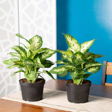 Costa Farms Dieffenbachia Houseplant in Nursery Pot, 2-pack
