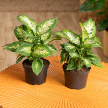 Costa Farms Dieffenbachia Houseplant in Nursery Pot, 2-pack