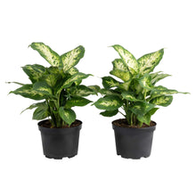 Costa Farms Dieffenbachia Houseplant in Nursery Pot, 2-pack
