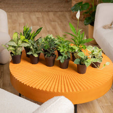 Costa Farms Exotic Angels Assorted Clean Air Houseplant Collection in Nursery Pot, 10-pack