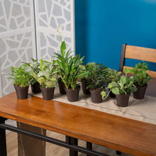 Costa Farms Exotic Angels Assorted Clean Air Houseplant Collection in Nursery Pot, 10-pack