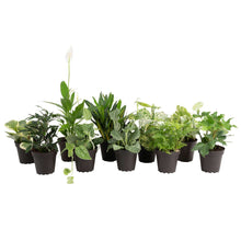 Costa Farms Exotic Angels Assorted Clean Air Houseplant Collection in Nursery Pot, 10-pack