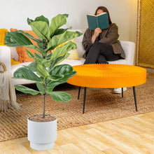 Costa Farms Fiddle Leaf Fig Tree, Ficus Lyrata, Houseplant in Decor Planter