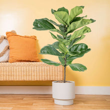 Costa Farms Fiddle Leaf Fig Tree, Ficus Lyrata, Houseplant in Decor Planter