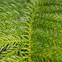 Costa Farms Norfolk Island Pine Decorated Christmas Tree, Houseplant in Decor Planter