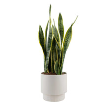 Costa Farms Sansevieria, Snake Plant Houseplant in Decor Planter