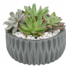 Echeveria Succulent Garden