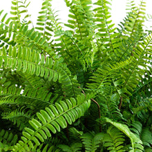 Faux 42” Fern in Planter
