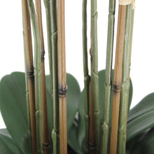 Faux 4’ Phalaenopsis Orchid