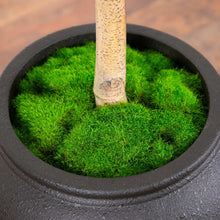 Faux 8’ Quince Tree