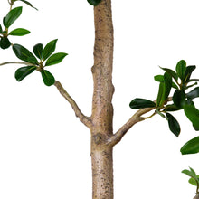 Faux 8’ Quince Tree