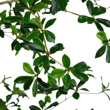 Faux 8’ Quince Tree