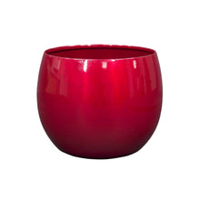 Bulbo de amarilis de Longfield Gardens con maceta