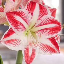 Longfield Gardens Amaryllis Bulb with Container