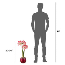 Bulbo de amarilis de Longfield Gardens con maceta