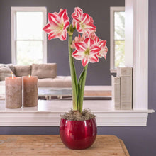 Longfield Gardens Amaryllis Bulb with Container