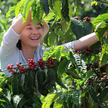 NESCAFE CLASICO Instant Coffee, Dark Roast, 10.5 oz, 2-count