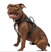 Premier Pet No Pull Comfort Harness - Medium