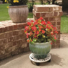 allen + roth 12-in L x 12-in D x 2.7-in H Off-white Plant Caddy