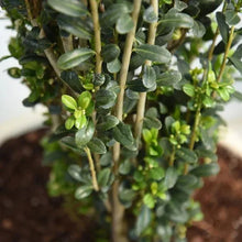 1Gal.HomeGardenCollection_8-pack3 - Brands For Less USA