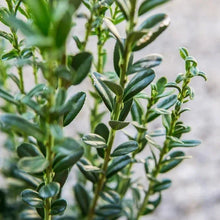 1Gal.HomeGardenCollection_8-pack5 - Brands For Less USA