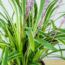 1Gal.HomeGardenCollection_8-pack6 - Brands For Less USA