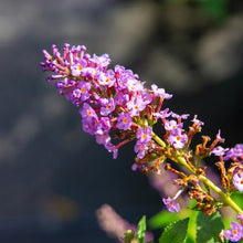 1GallonButterflyBush_4-pack2 - Brands For Less USA