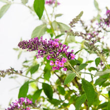 1GallonButterflyBush_4-pack3 - Brands For Less USA