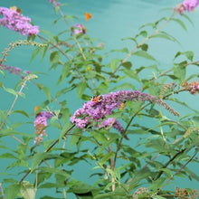 1GallonButterflyBush_4-pack4 - Brands For Less USA