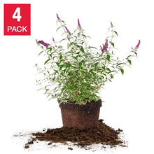 1GallonButterflyBush_4-pack - Brands For Less USA