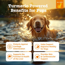 Zesty Paws Turmeric Curcumin Bites for Dogs, to Support Liver Function, Bacon, 90ct